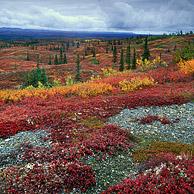Tundra in its autumn colours, Denali NP, Alaska, USA
<BR><BR>More images at www.arterra.be</P>